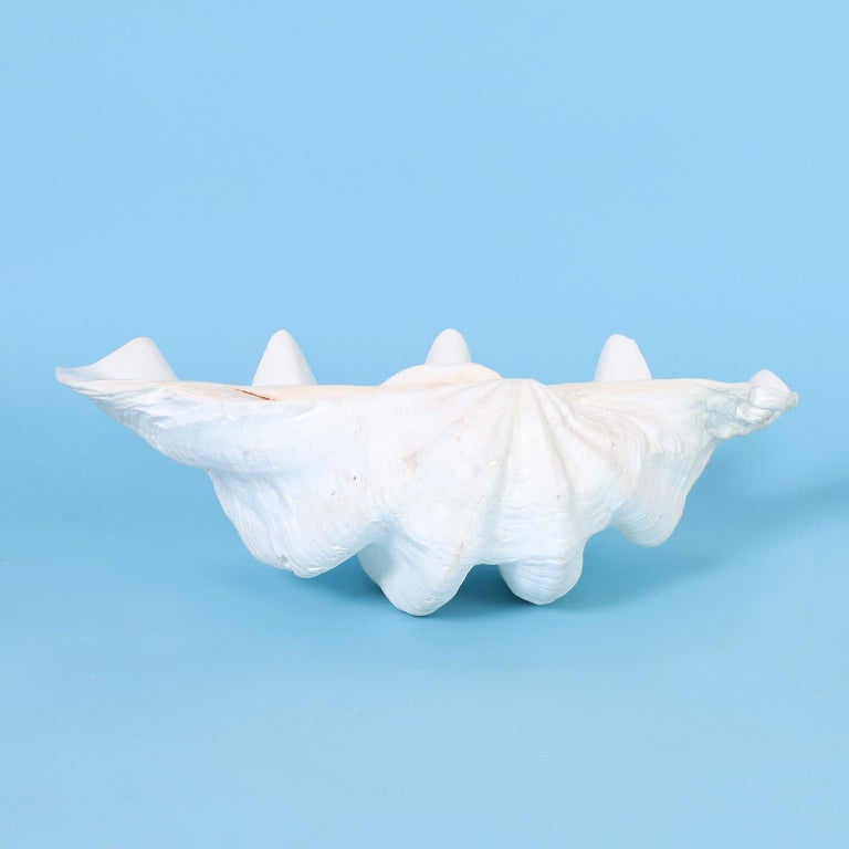 Two Medium Size Clam Shells, Priced Individually For Sale at 1stDibs