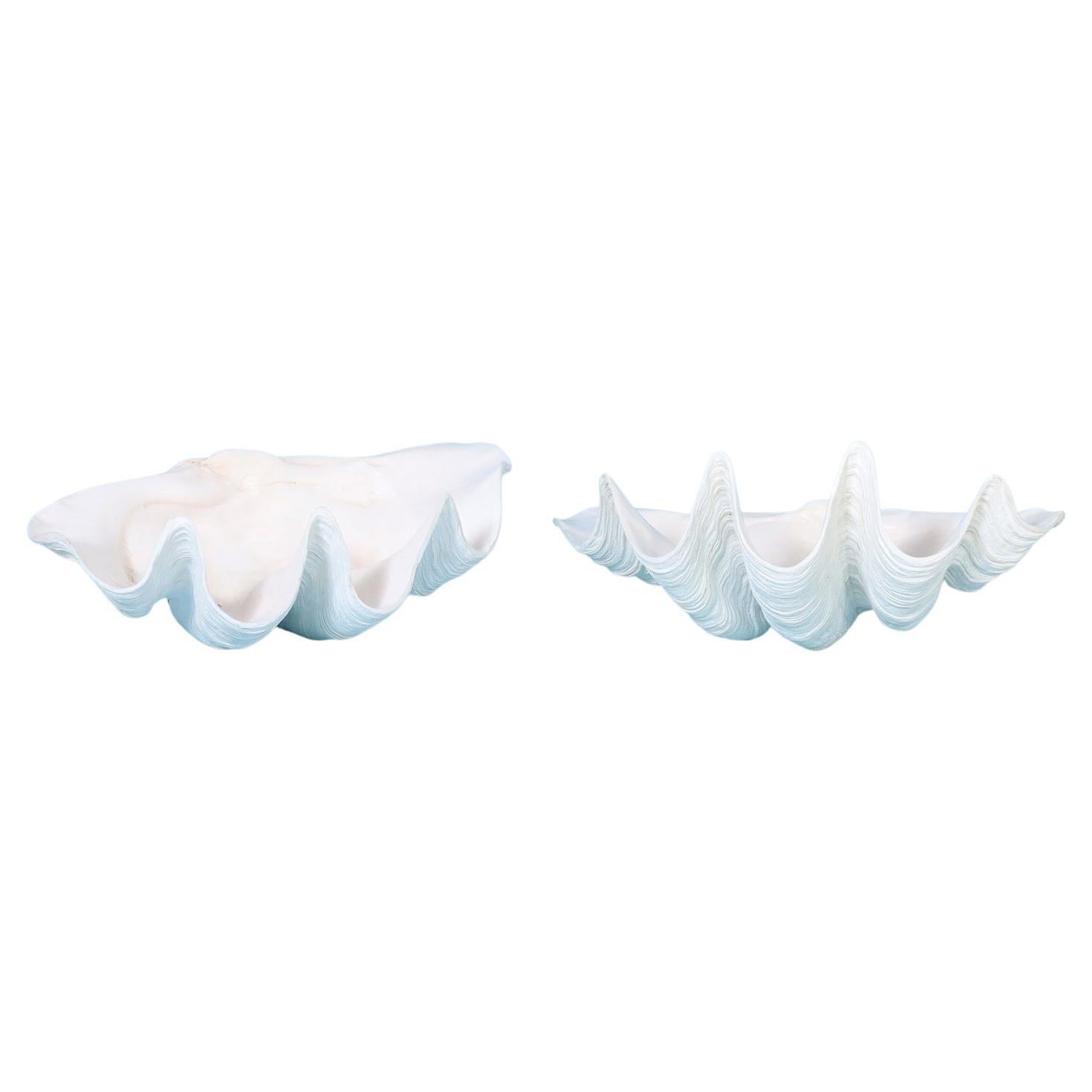 Two Medium Size Clam Shells, Priced Individually 