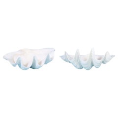 Two Medium Size Clam Shells, Priced Individually 