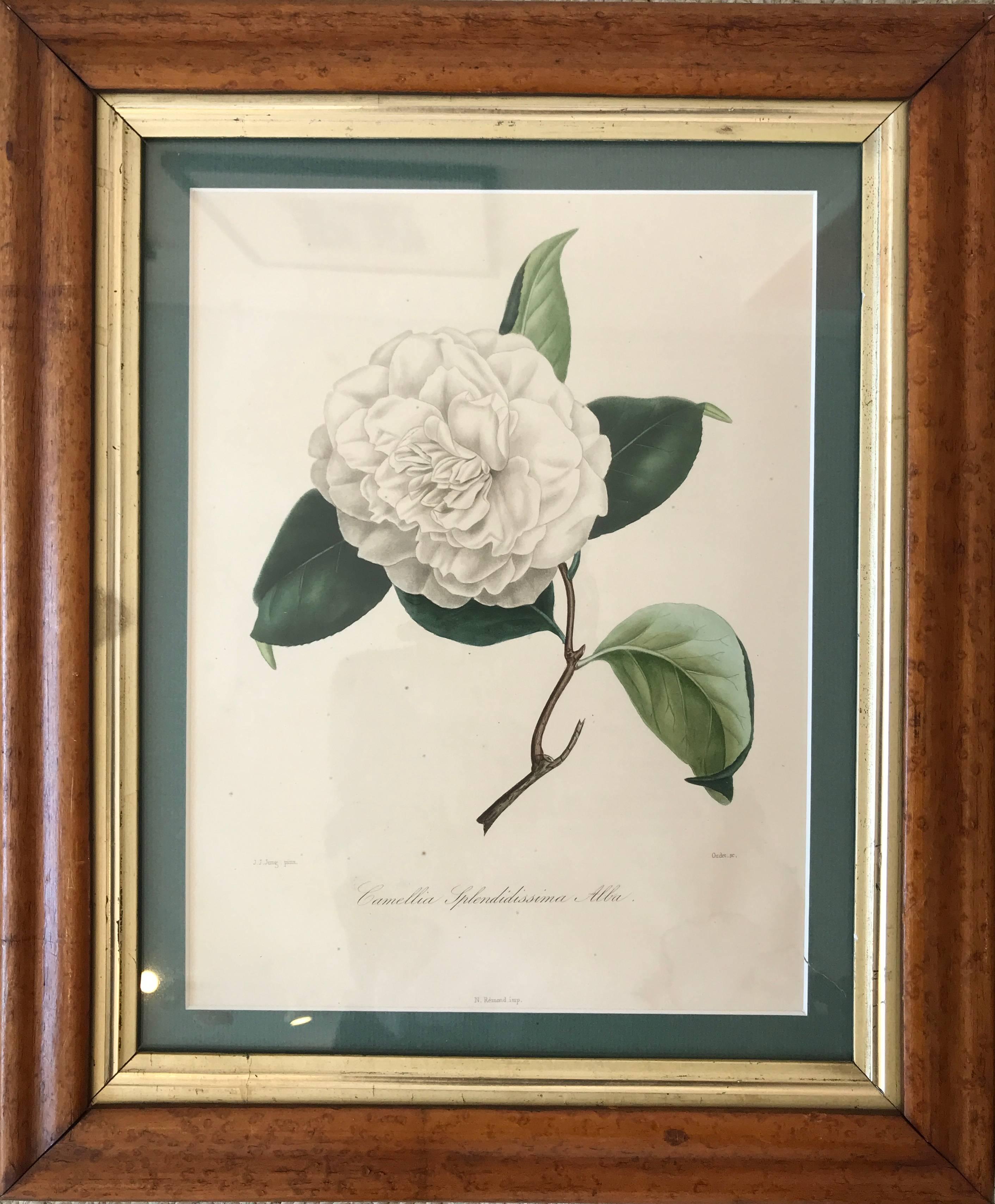 Warm, wonderful maple frames surround botanical prints that have been newly matted and framed. The colors are strong on these soft florals. Each print is accompanied by the original partial description, in French, as shown in the photos. Simply