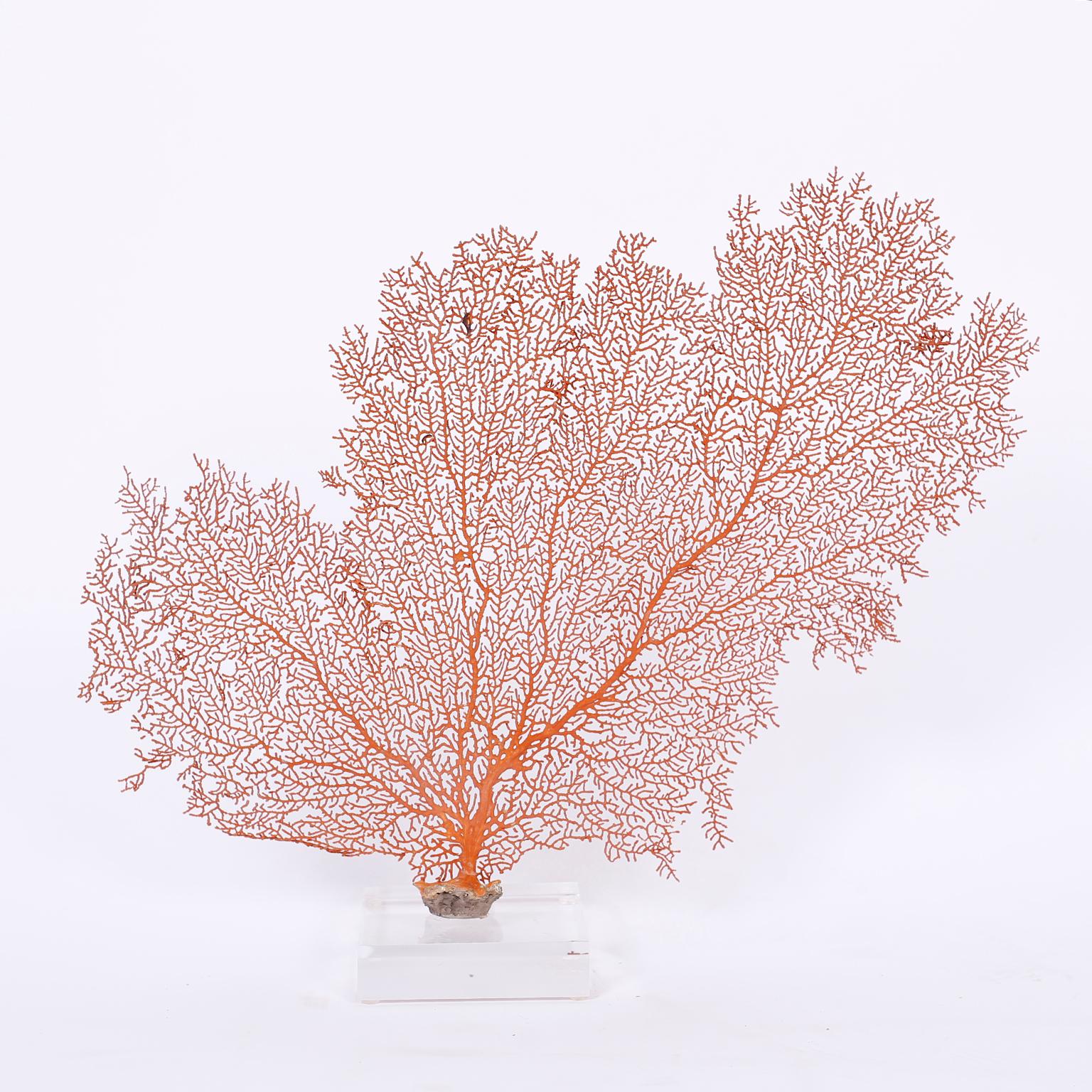 Two red sea fans displaying their incredible tree like form and presented on custom Lucite bases. Priced individually. 

From left to right:

Measures: 907915MLC- H 14, W 17, D 4

907915MLD- H 13, W 17, D 4.
 