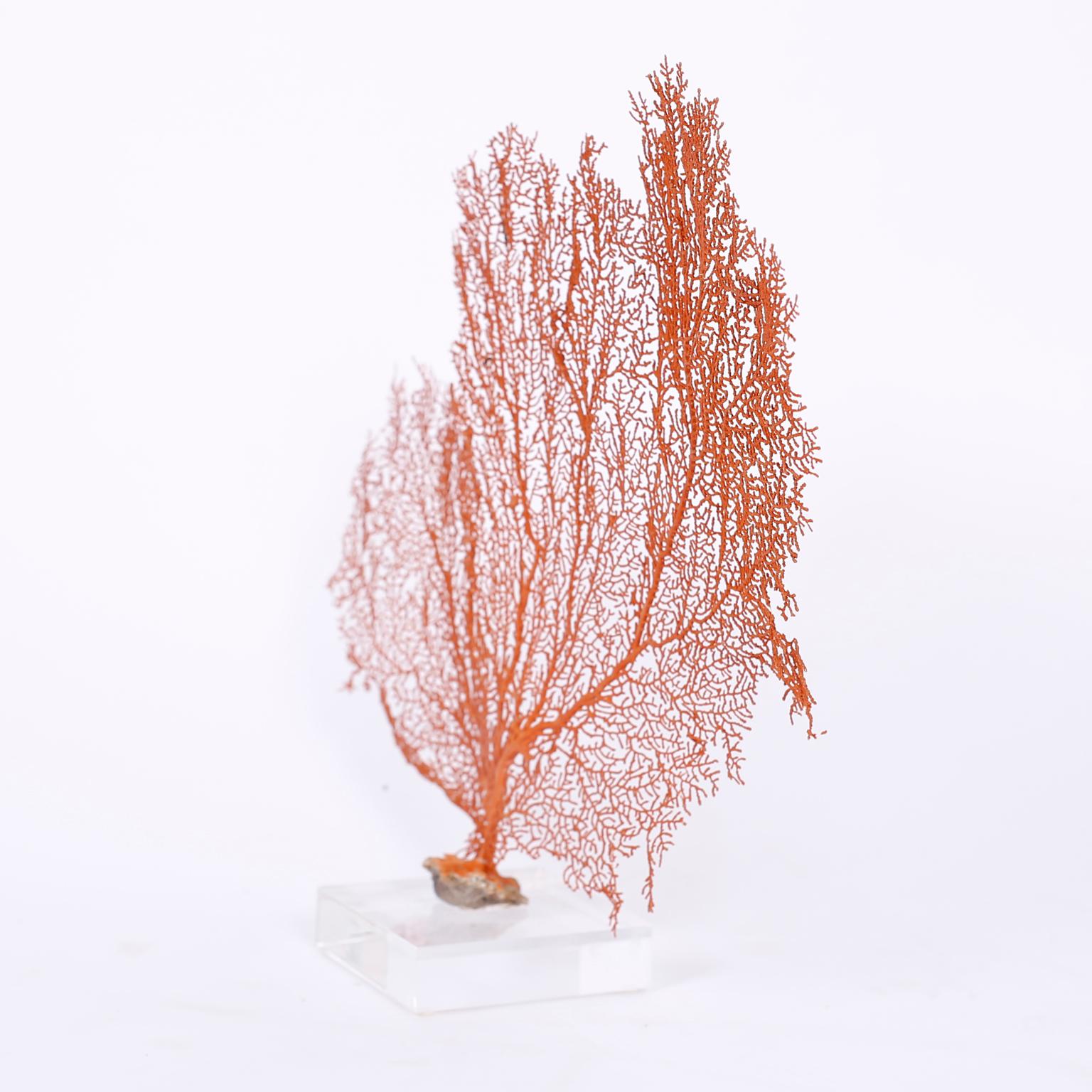 Two Natural Red Sea Fans on Lucite In Good Condition In Palm Beach, FL