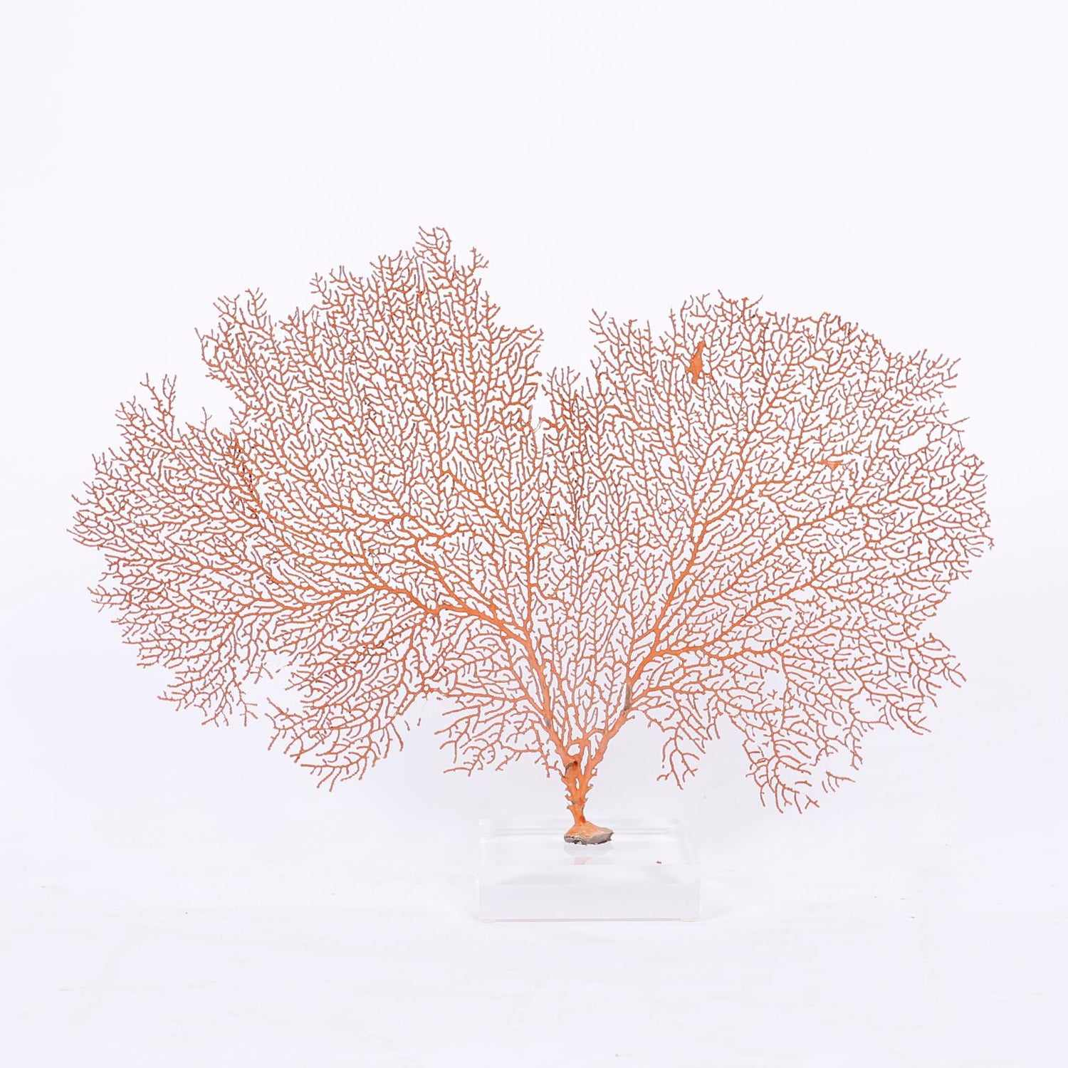 Two Natural Red Sea Fans On Lucite At 1stdibs Two Natural Red Sea Fans On Lucite At 1stdibs