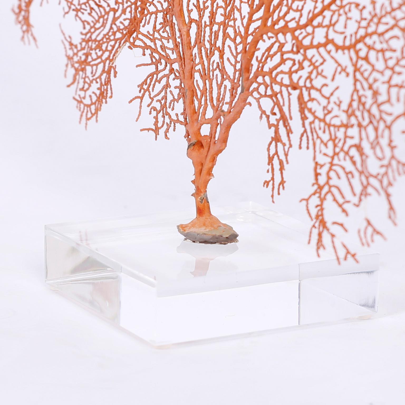 Two Natural Red Sea Fans on Lucite 2