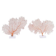 Two Natural Red Sea Fans on Lucite