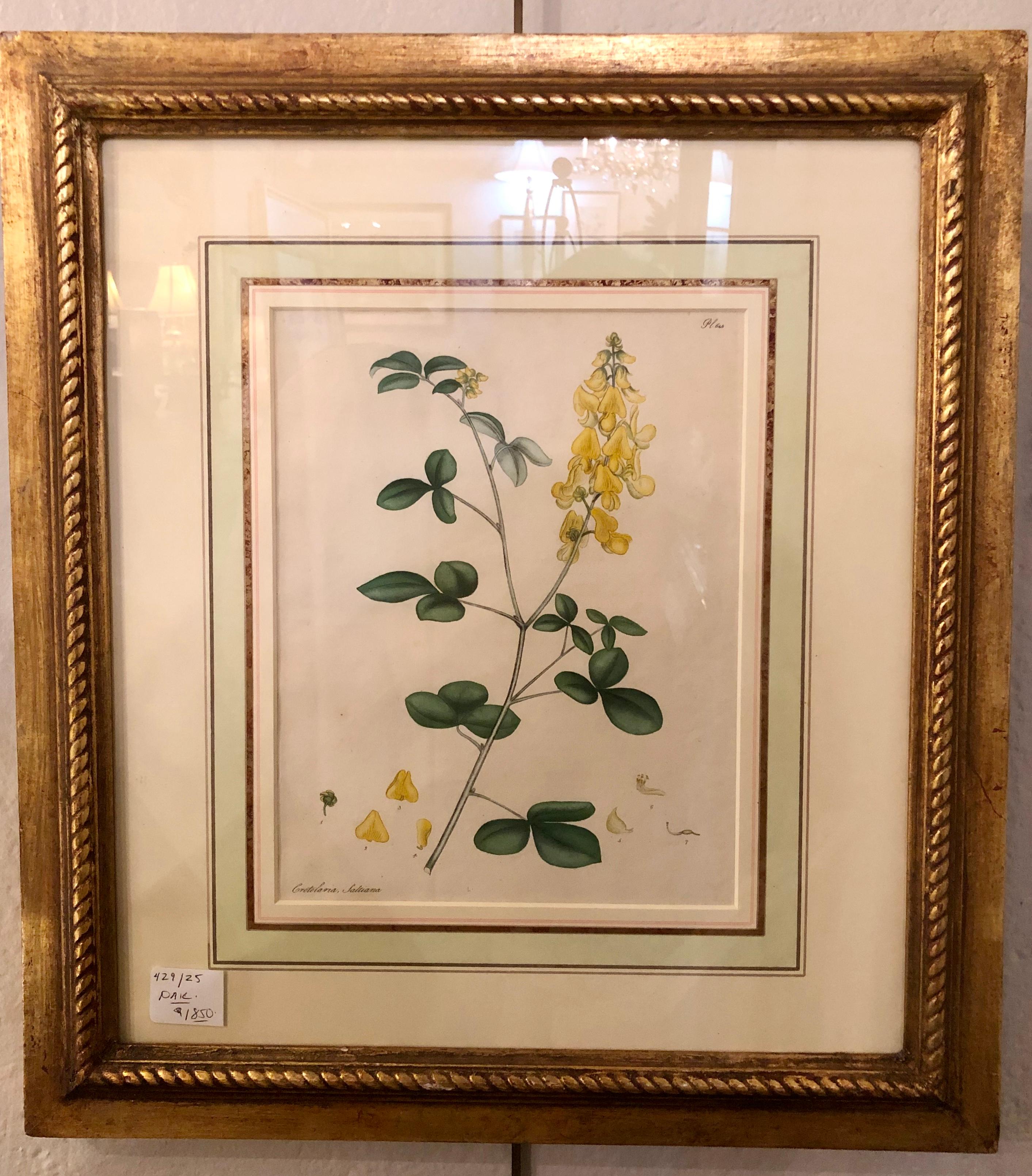 Two of the Hand Colored Botanist Repository Series 1797 Andrews, Henry 'British' In Good Condition In Stamford, CT