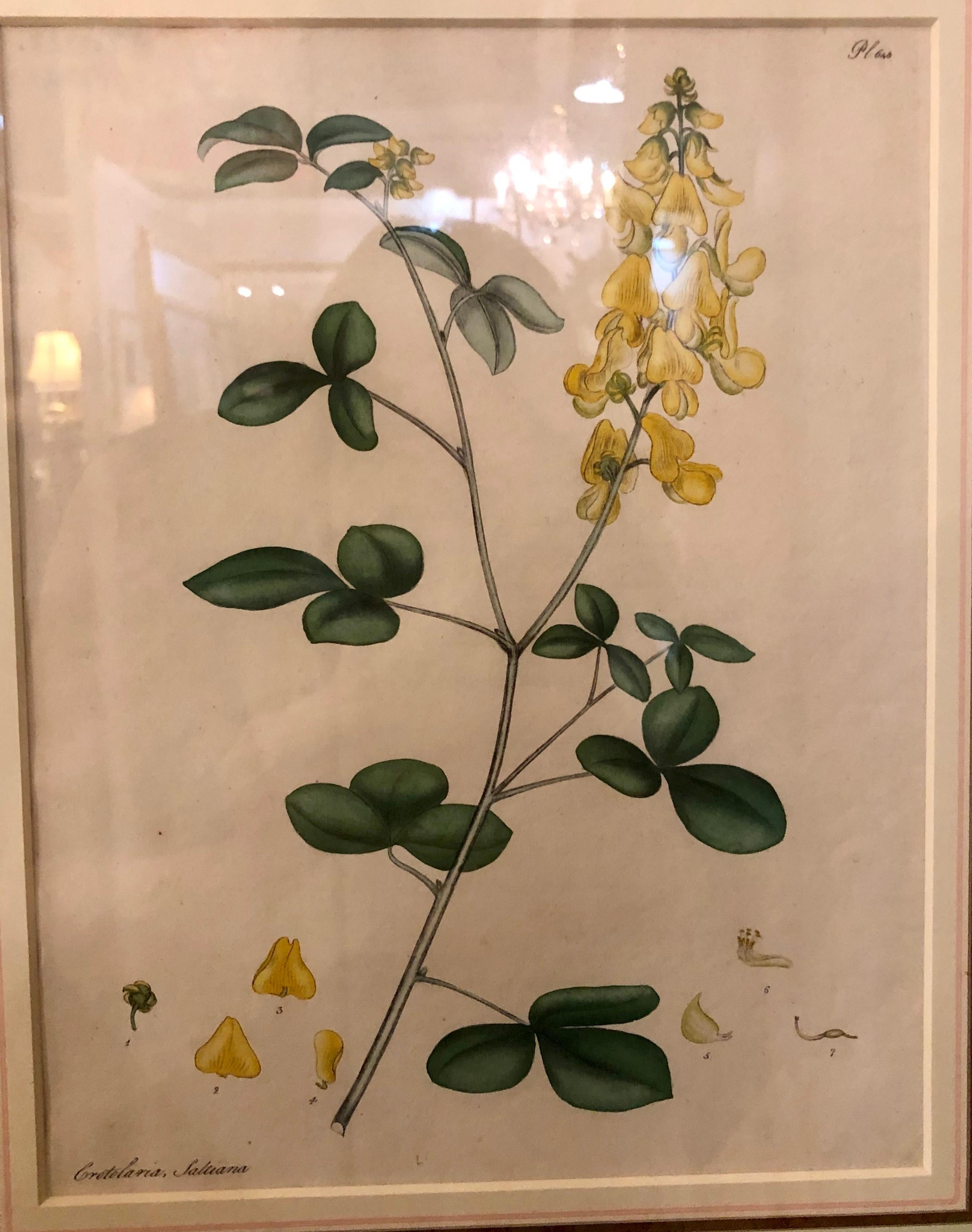 20th Century Two of the Hand Colored Botanist Repository Series 1797 Andrews, Henry 'British'
