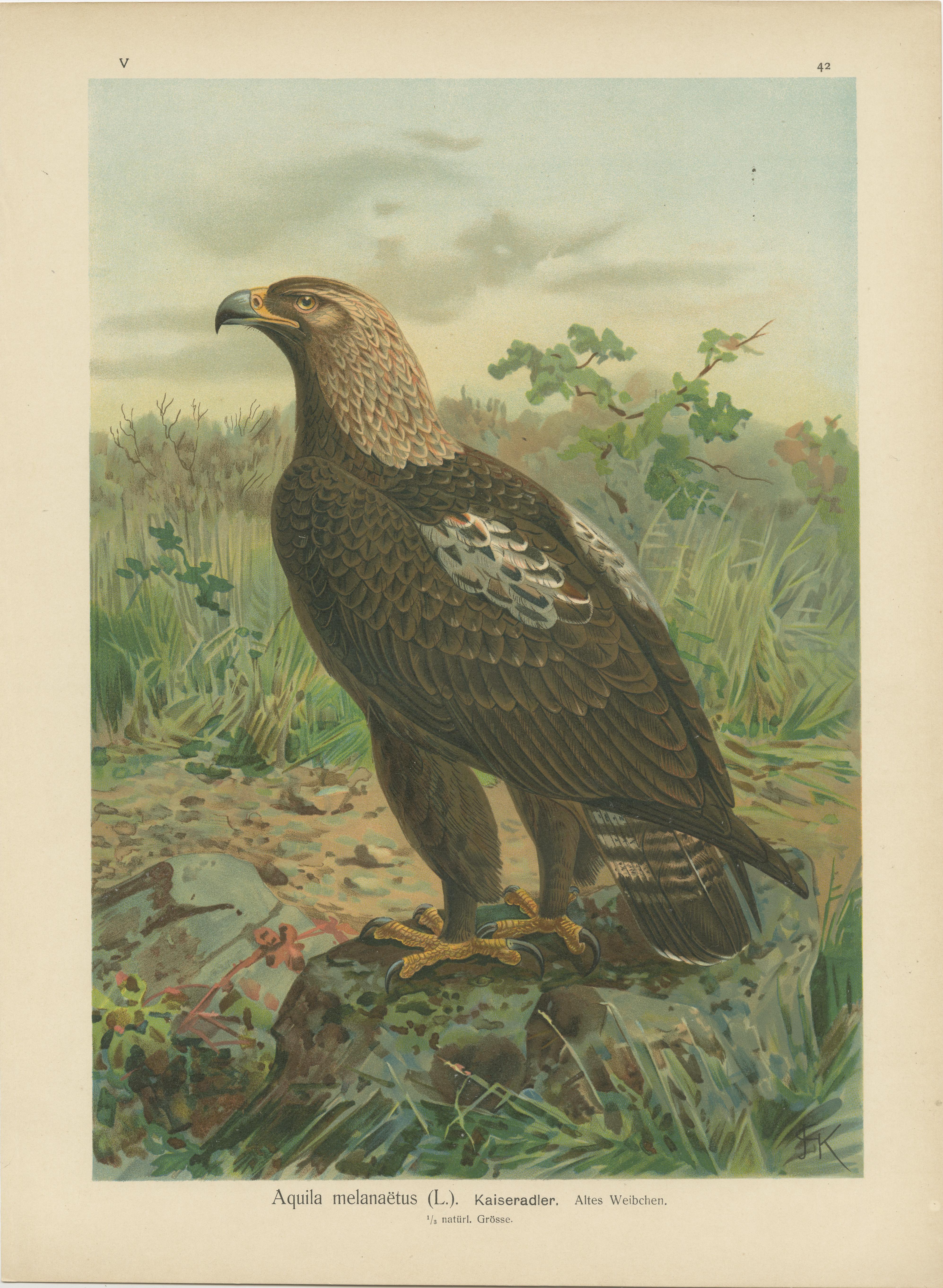 The chromolithographs presented are exquisite examples of early 20th-century natural history illustration, specifically from the year 1901, attributed to the renowned ornithologist Johann Friedrich Naumann. These prints showcase two distinct species