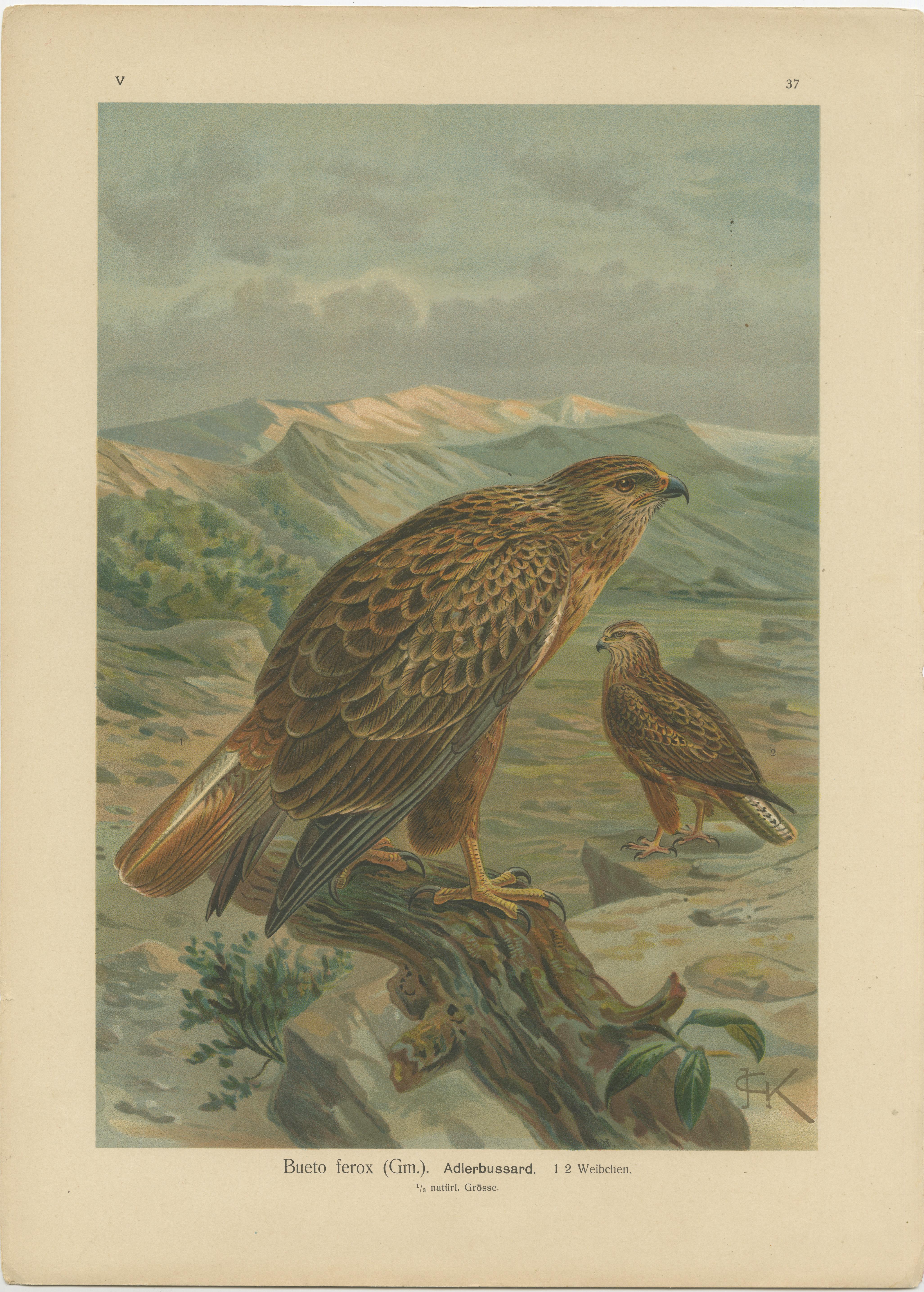 Two Original Vintage Chromolithographs of Raptors by J.F. Naumann, 1901 In Good Condition For Sale In Langweer, NL