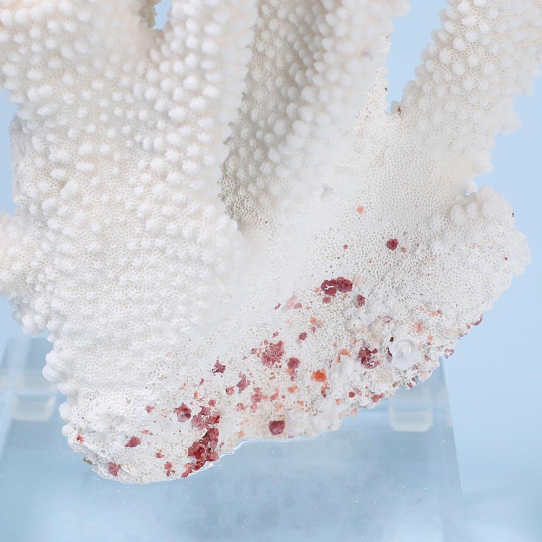 Two Pacific Elkhorn Coral Specimens on Lucite, Priced Individually at