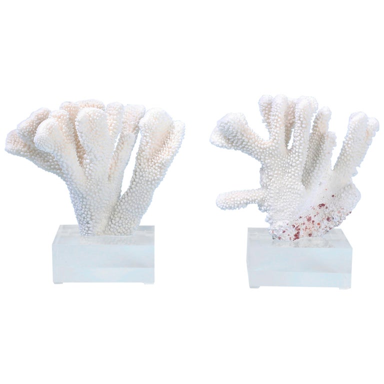 Two Pacific Elkhorn Coral Specimens on Lucite, Priced Individually at