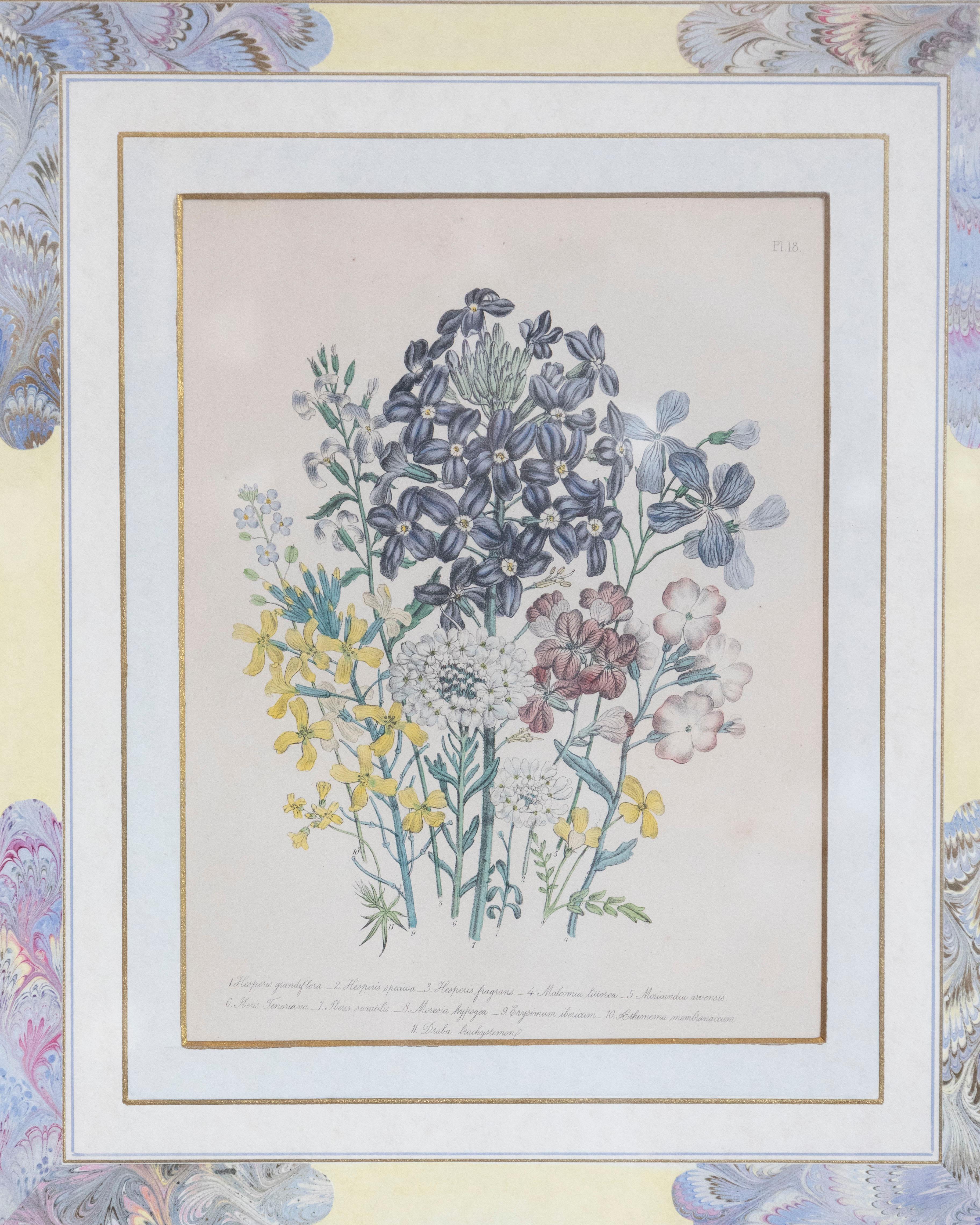 Two Pairs of Original English Hand-Colored Floral Lithographs by Jane London 5