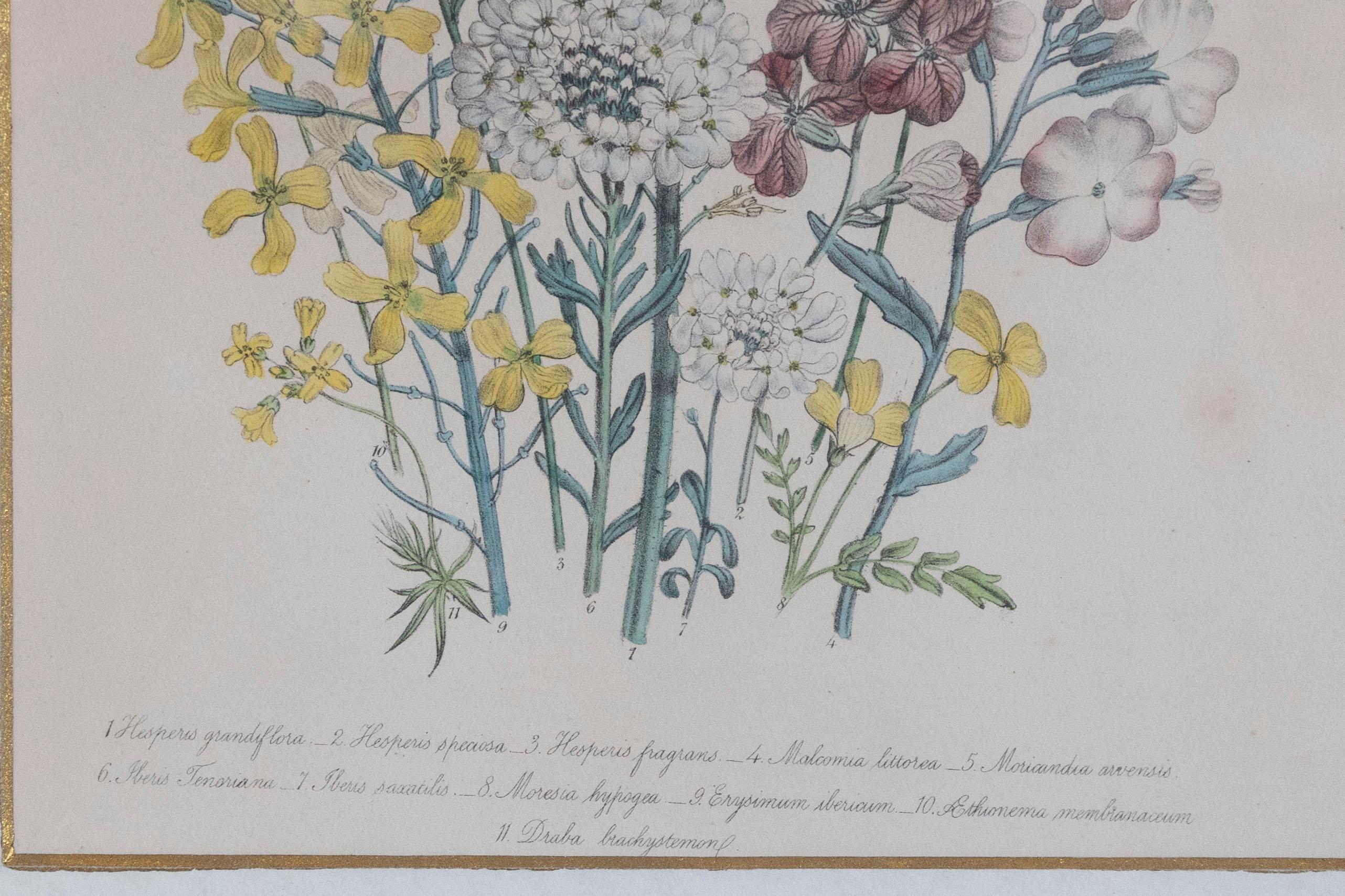 Two Pairs of Original English Hand-Colored Floral Lithographs by Jane London 6