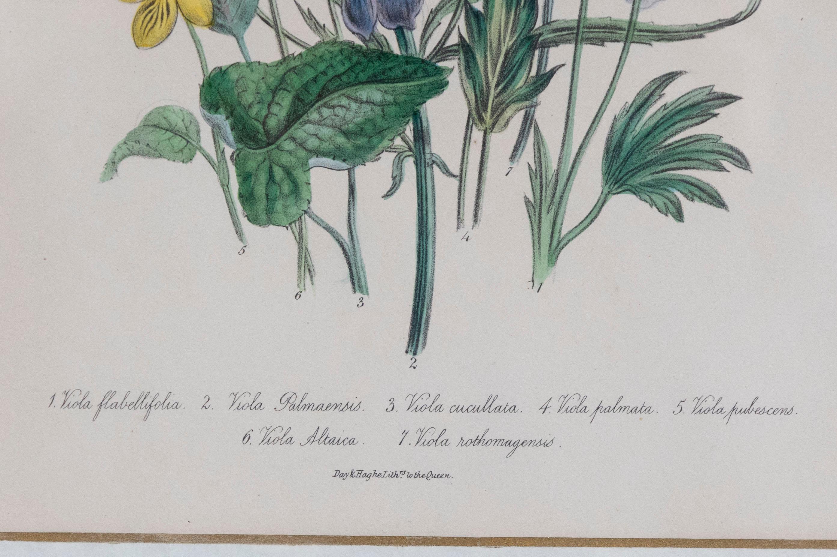Two Pairs of Original English Hand-Colored Floral Lithographs by Jane London 9