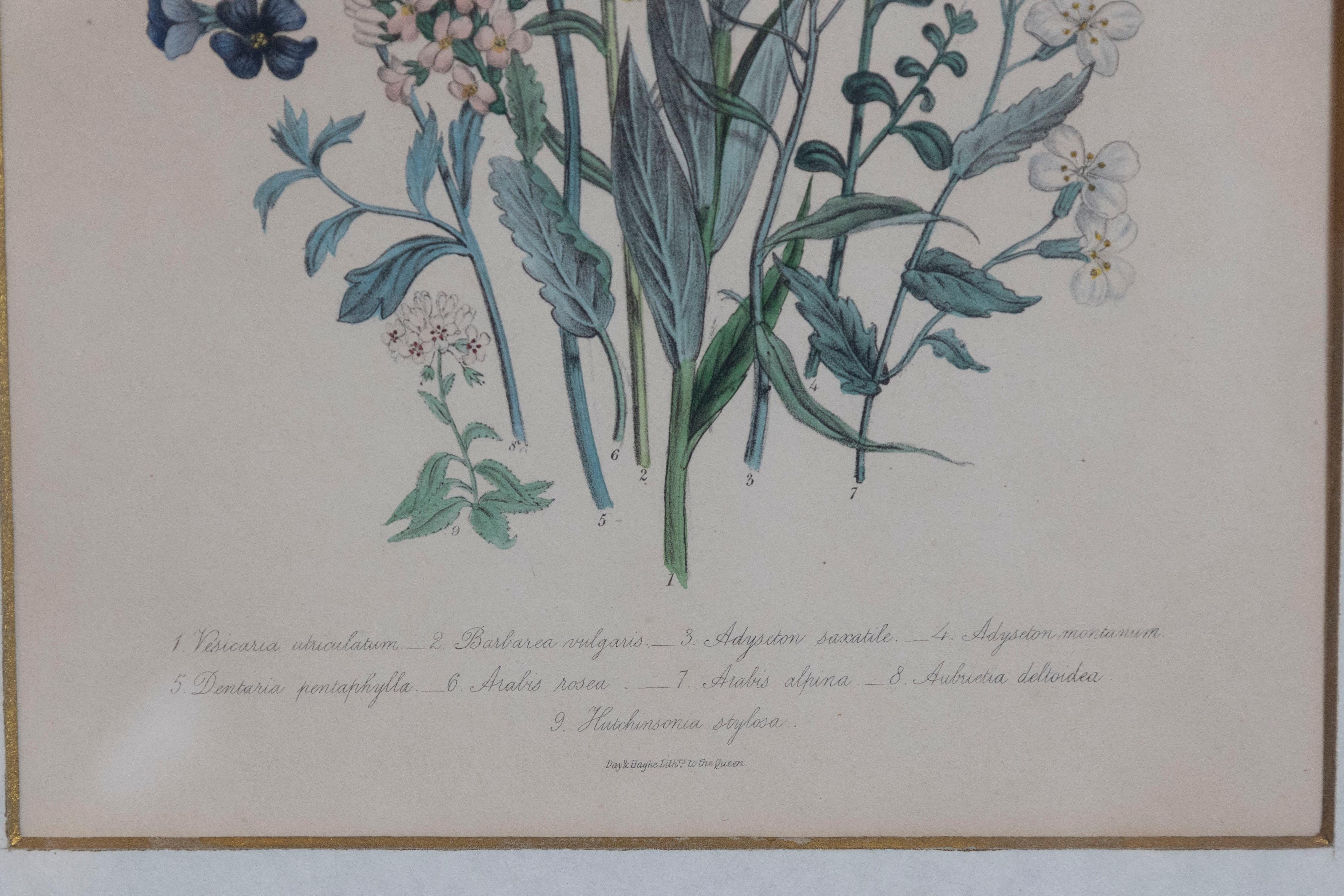 Glass Two Pairs of Original English Hand-Colored Floral Lithographs by Jane London