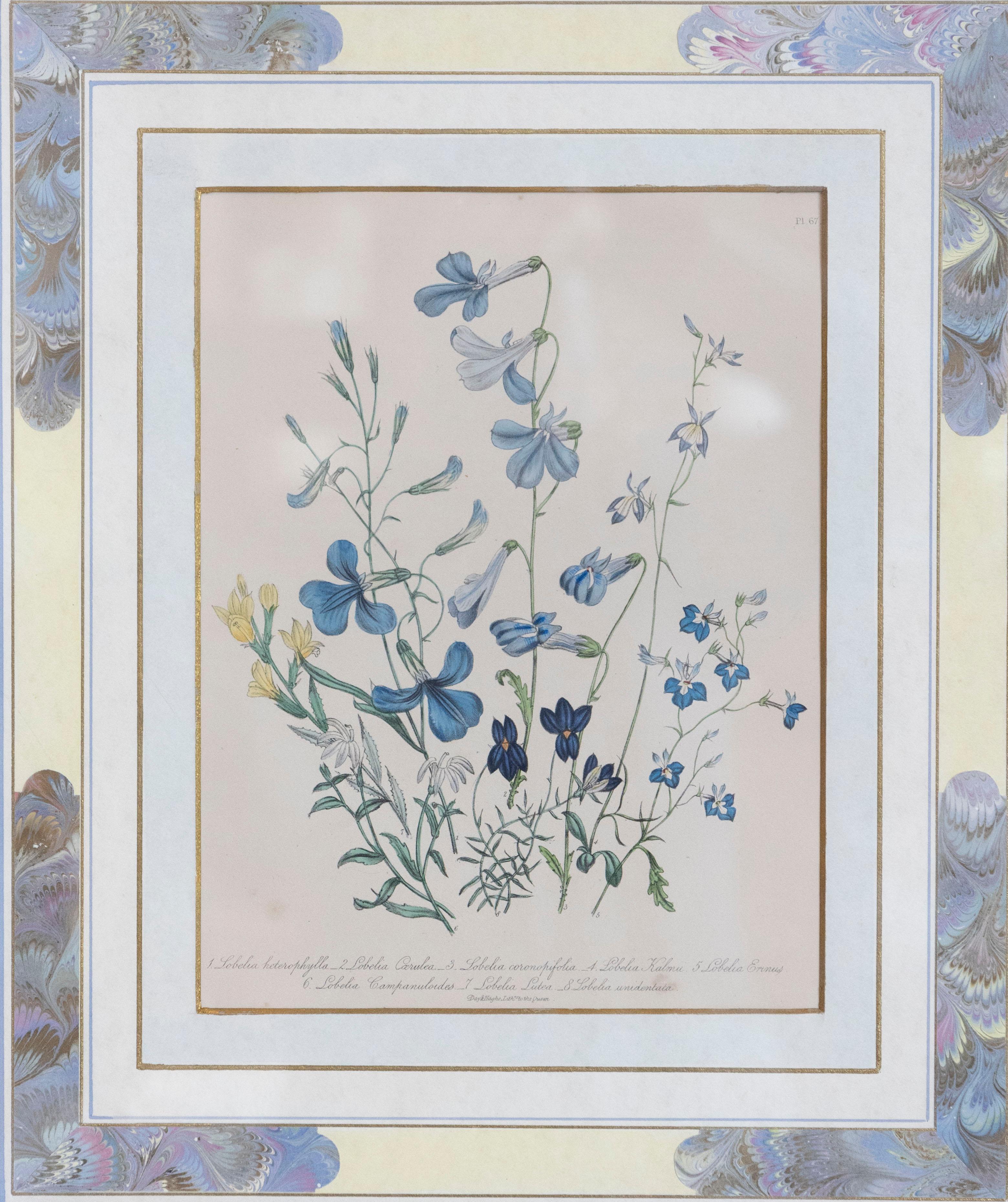 Two Pairs of Original English Hand-Colored Floral Lithographs by Jane London 2