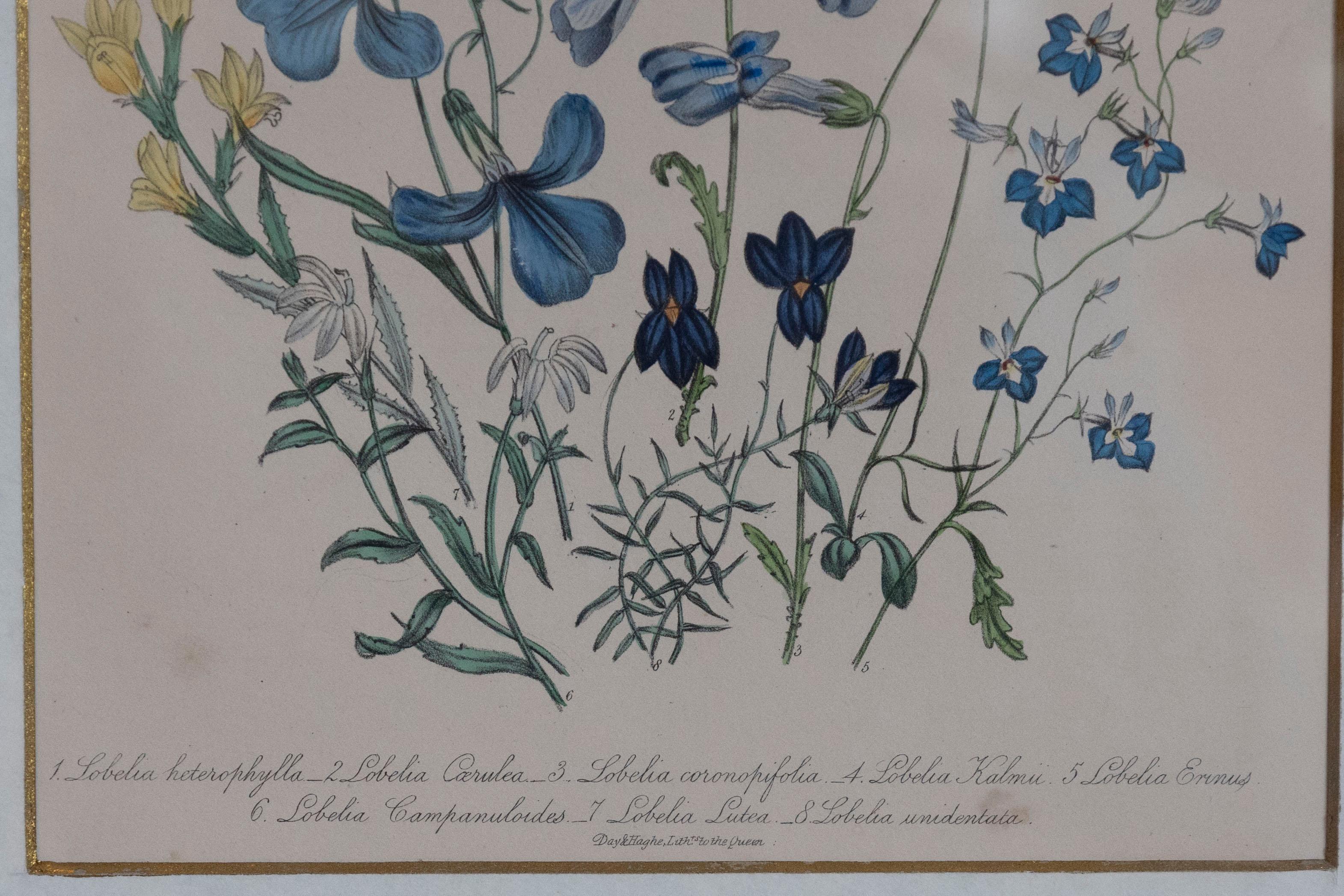 Two Pairs of Original English Hand-Colored Floral Lithographs by Jane London 3
