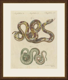Two Patterned Snakes in Coils, Antique Bertuch Print, Vienna, circa 1805