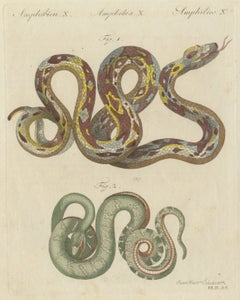 Two Patterned Snakes in Coils, Antique Bertuch Print, Vienna, circa 1805