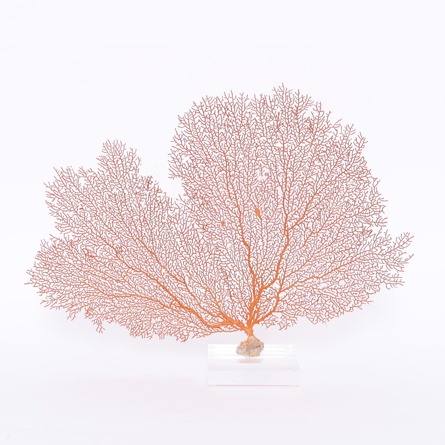 Here we present two red specimens with their familiar tree-like form and alluring color. Presented on lucite bases to enhance their sculptural elements.

Priced Individually.

Left: H: 13 W: 18 D: 4 $900

Right: H: 15 W: 16 D: 4 $1050.