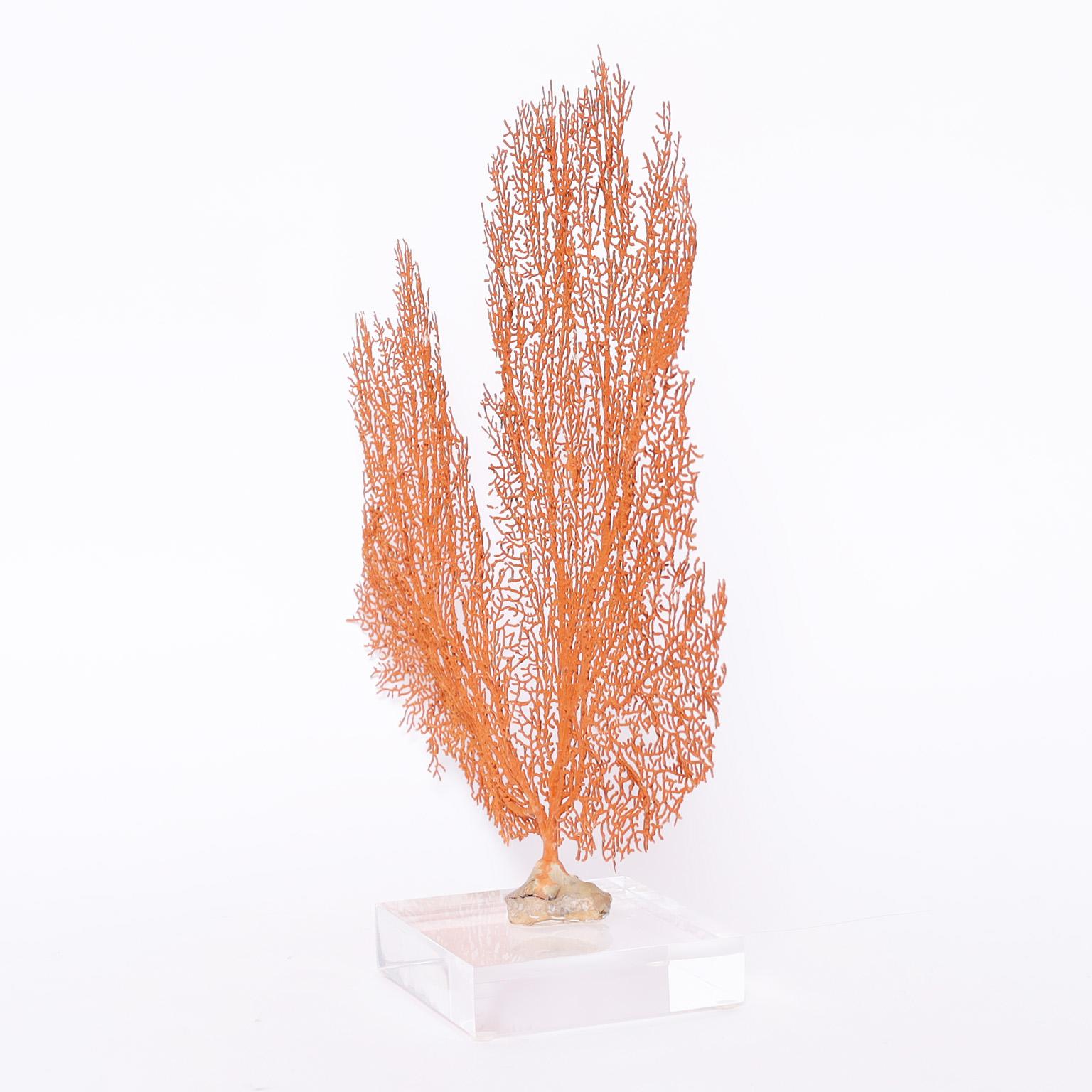 Two Red Sea Fans Specimens on Lucite, Priced Individually In Good Condition In Palm Beach, FL