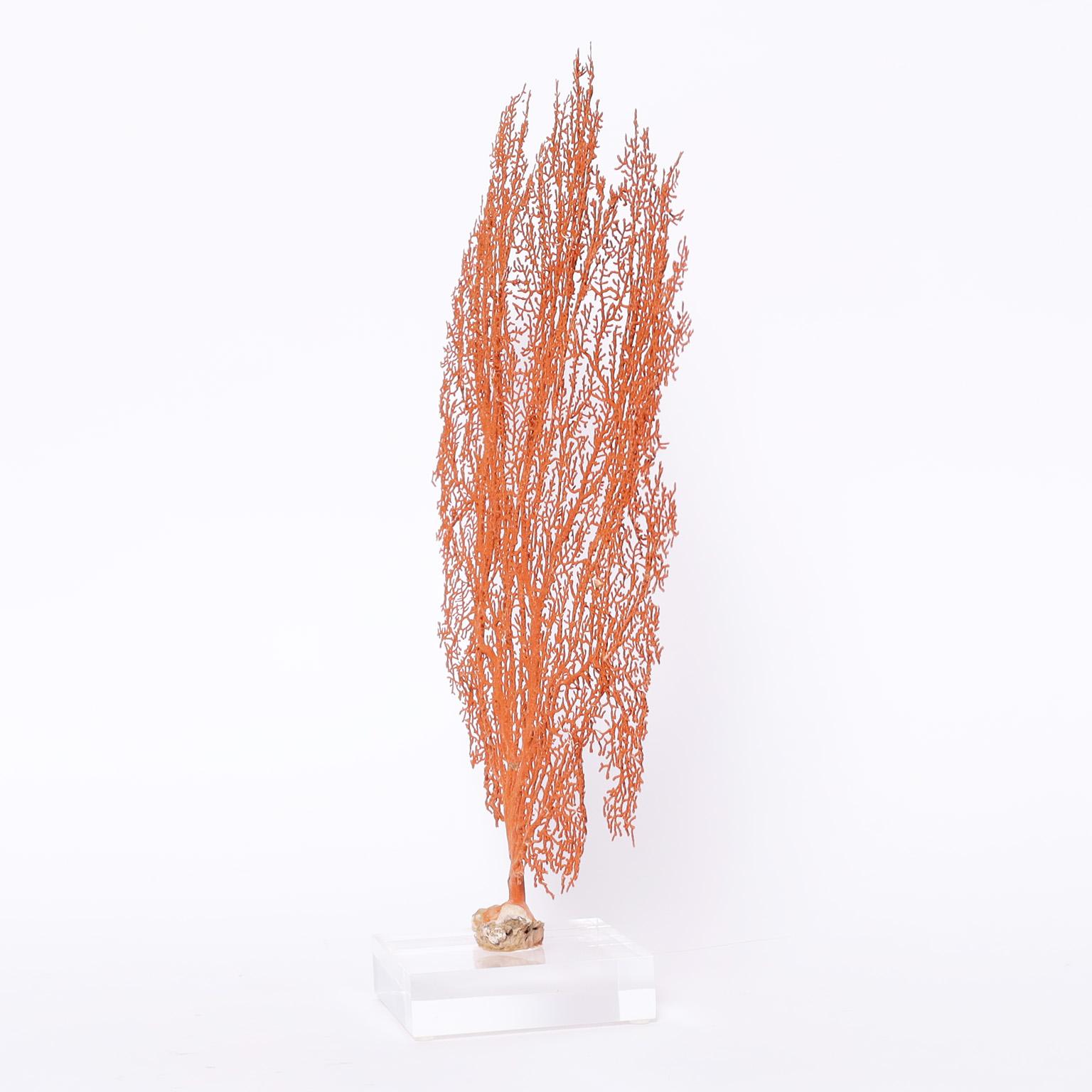 Two Red Sea Fans Specimens on Lucite, Priced Individually 2