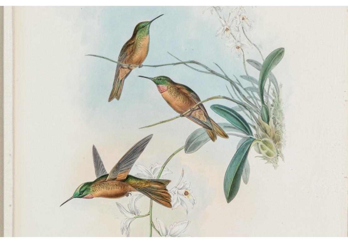 Wood Two Richter and Gould Color Hummingbird Lithographs
