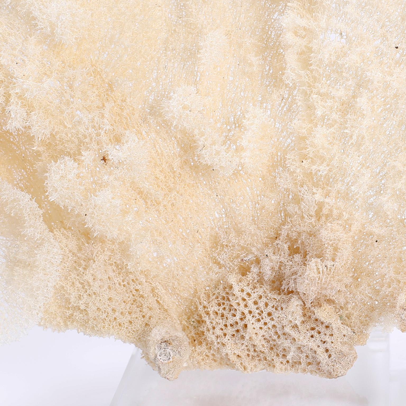 Organic Modern Two Sea Sponge Specimens on Lucite, Priced Individually