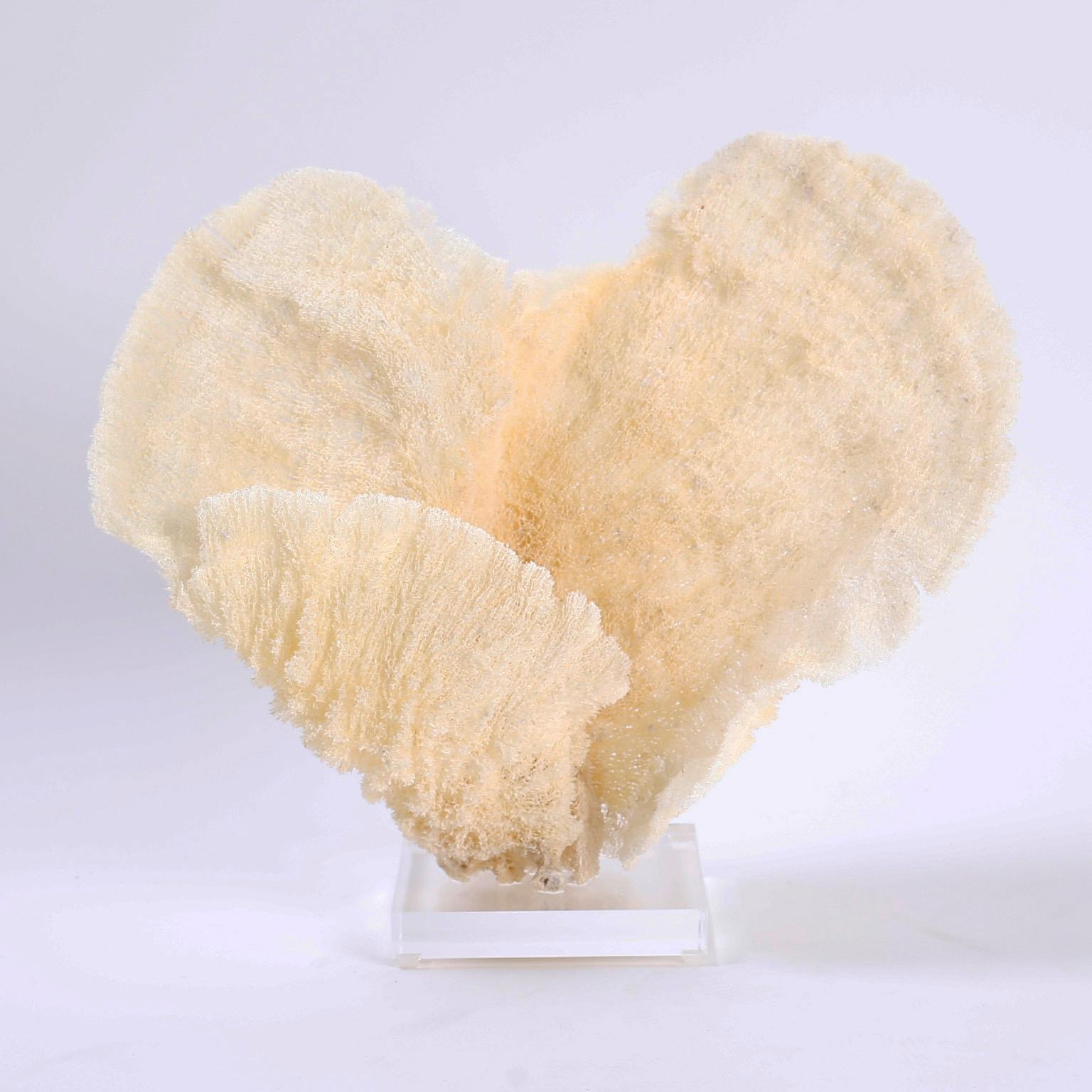 Two Sea Sponge Specimens on Lucite, Priced Individually In Excellent Condition In Palm Beach, FL