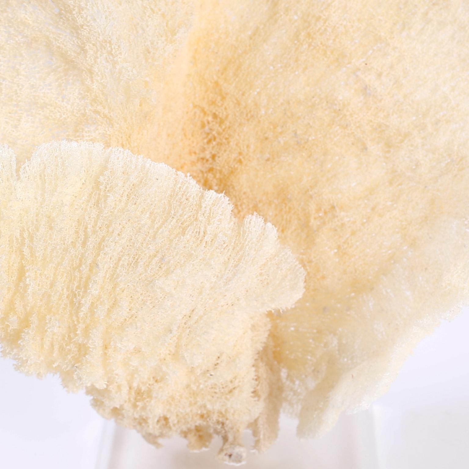 Contemporary Two Sea Sponge Specimens on Lucite, Priced Individually