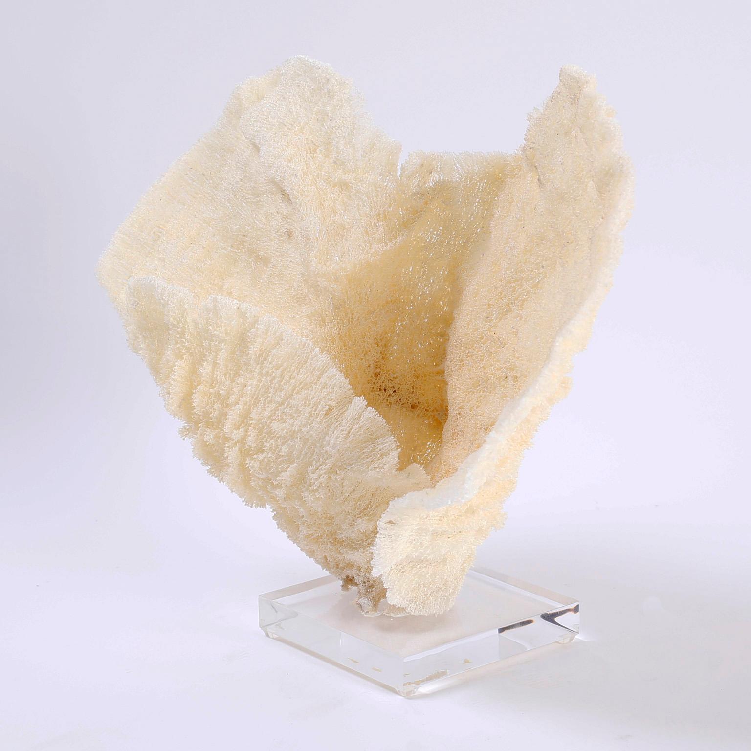 Two Sea Sponge Specimens on Lucite, Priced Individually 1