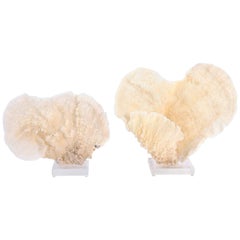 Two Sea Sponge Specimens on Lucite, Priced Individually