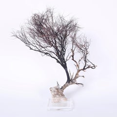 Two Sea Whip Specimens on Lucite