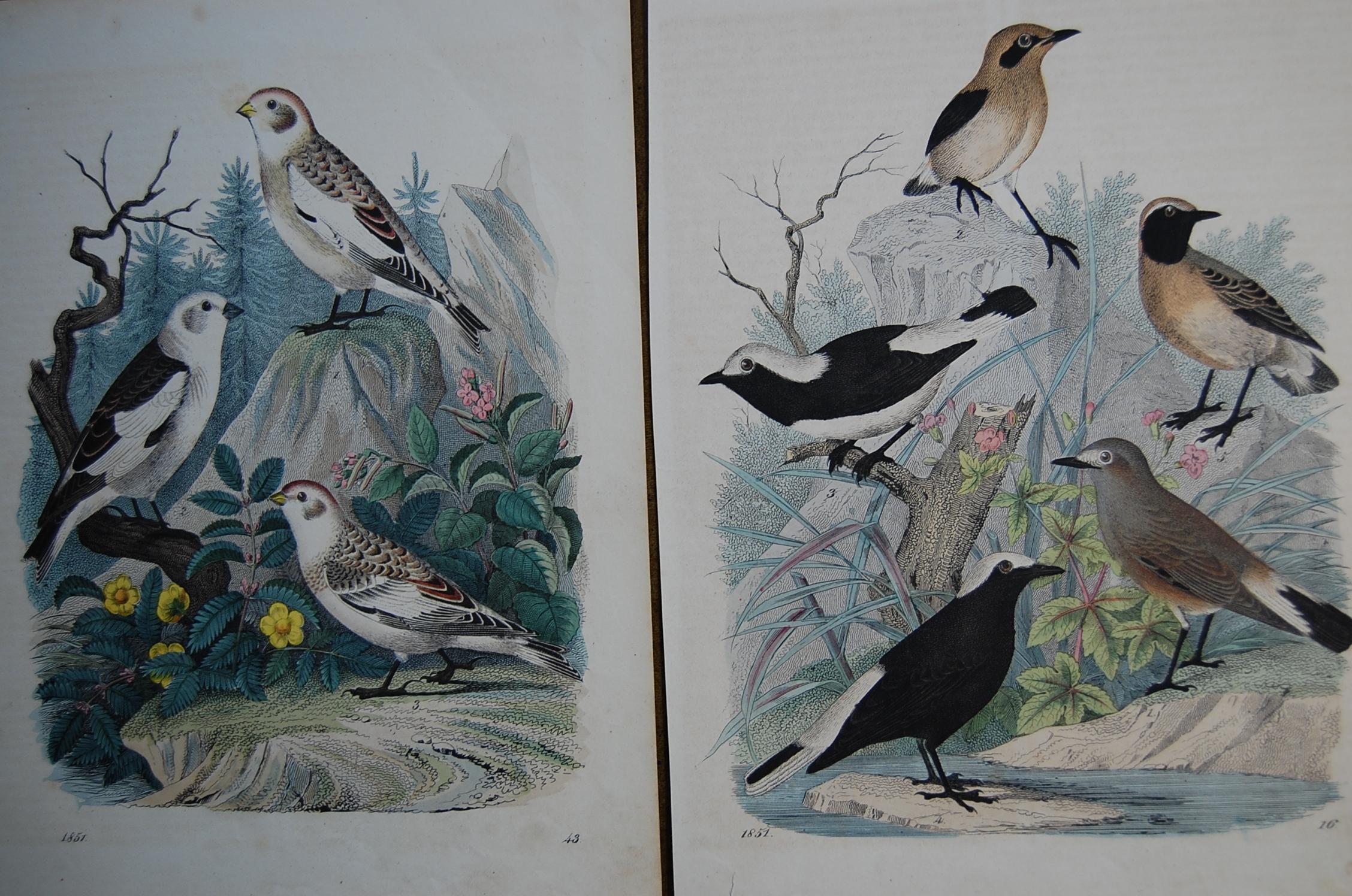 Two similar hand colored prints dated 1851. Good overall condition and bright beautiful colors in very good condition.