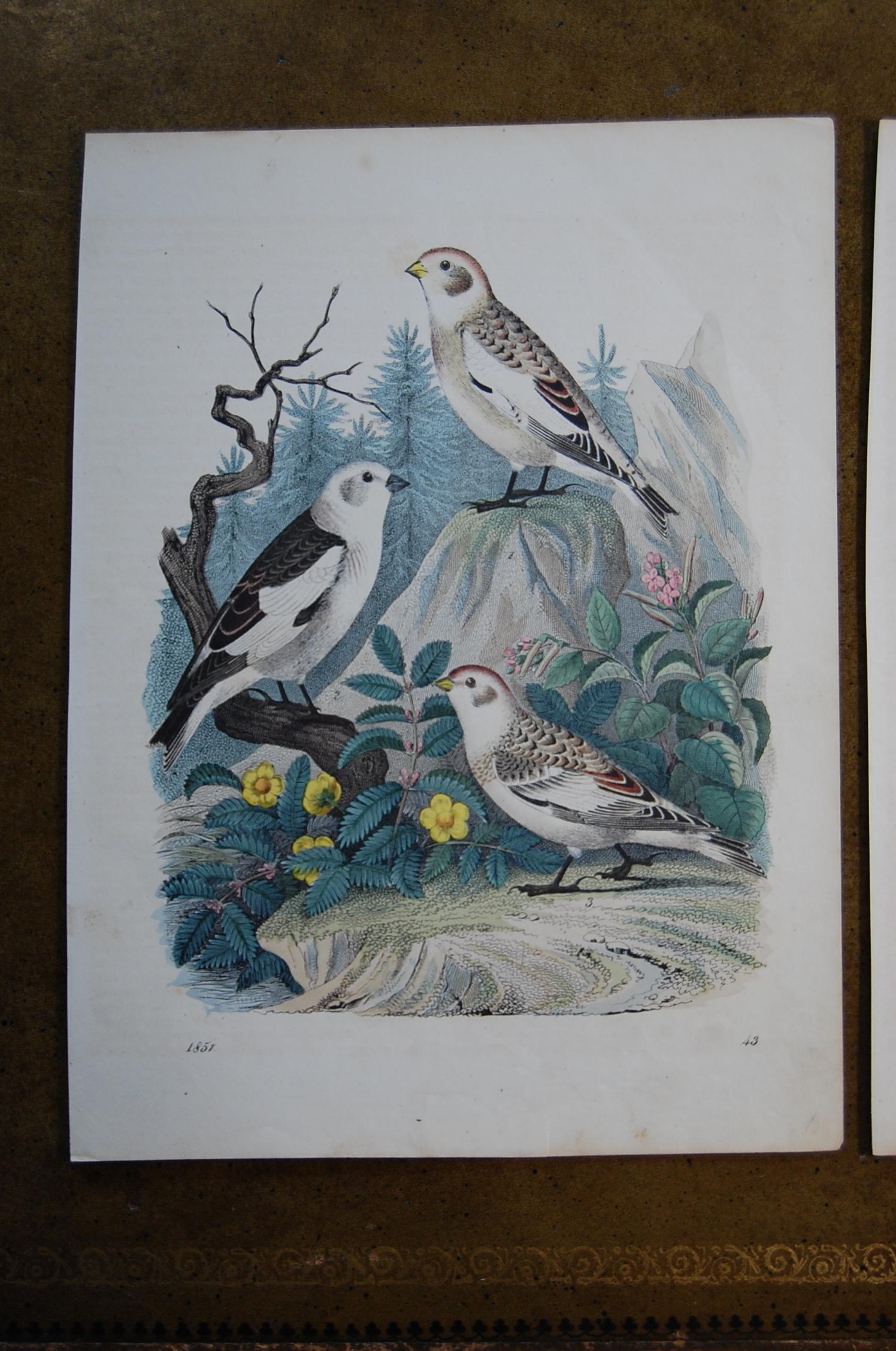 Early Victorian Two Similar Hand Colored Prints Dated 1851 Depicting Bird Species For Sale