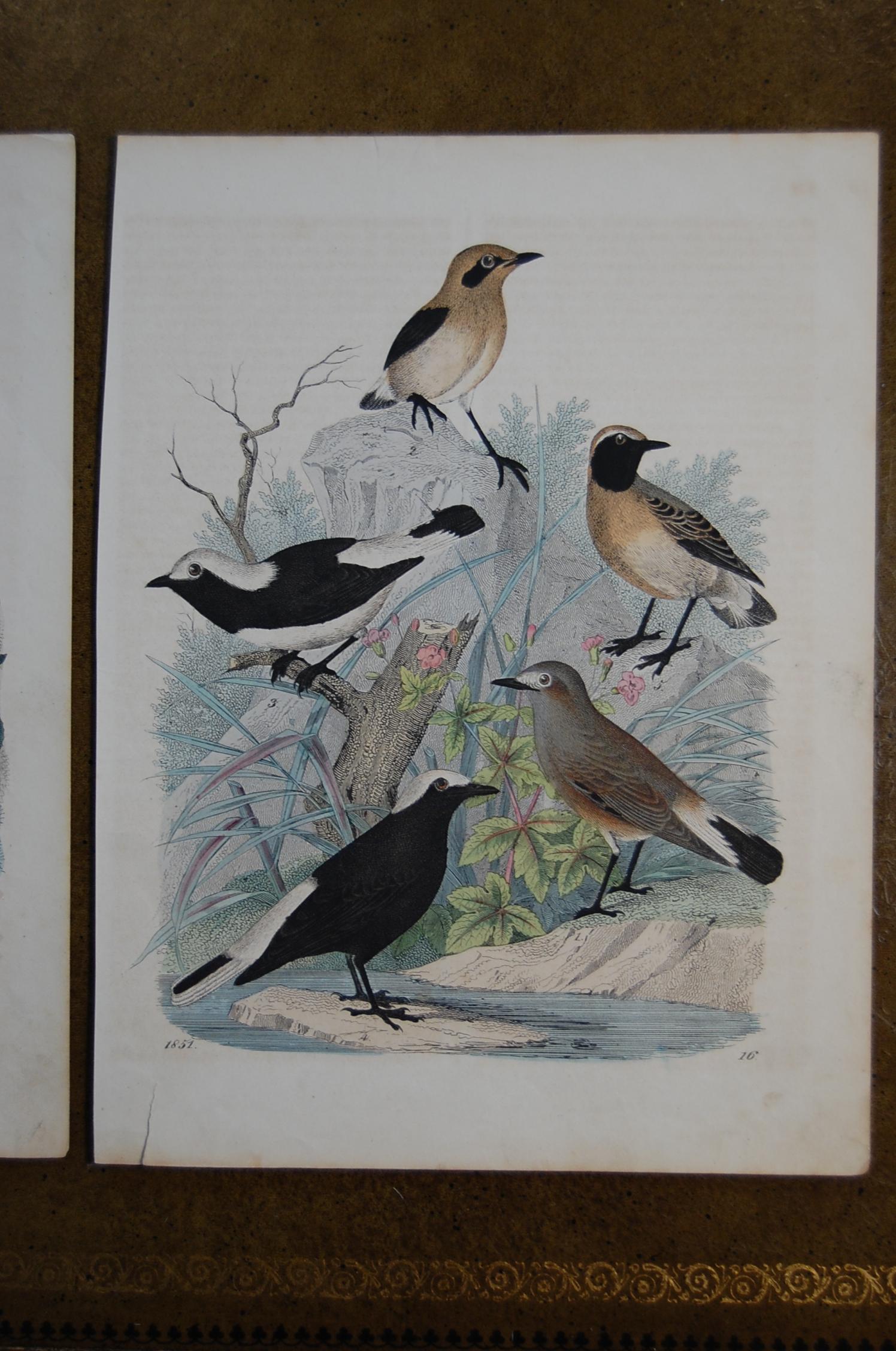 German Two Similar Hand Colored Prints Dated 1851 Depicting Bird Species For Sale