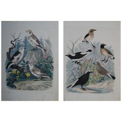 Two Similar Hand Colored Prints Dated 1851 Depicting Bird Species