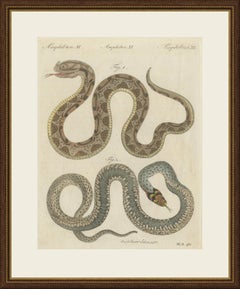 Two Snakes with Bold Head Markings, Antique Bertuch Print, Vienna, circa 1805