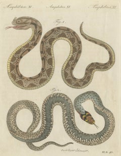 Two Snakes with Bold Head Markings, Antique Bertuch Print, Vienna, circa 1805
