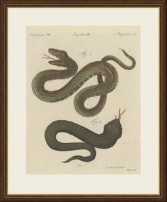 Two Snakes with Open Jaws, Antique Bertuch Print, Vienna, circa 1805