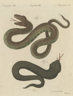 Two Snakes with Open Jaws, Antique Bertuch Print, Vienna, circa 1805
