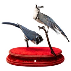 Two Species of Magpie Jay’s Fine Taxidermy by DS&vT