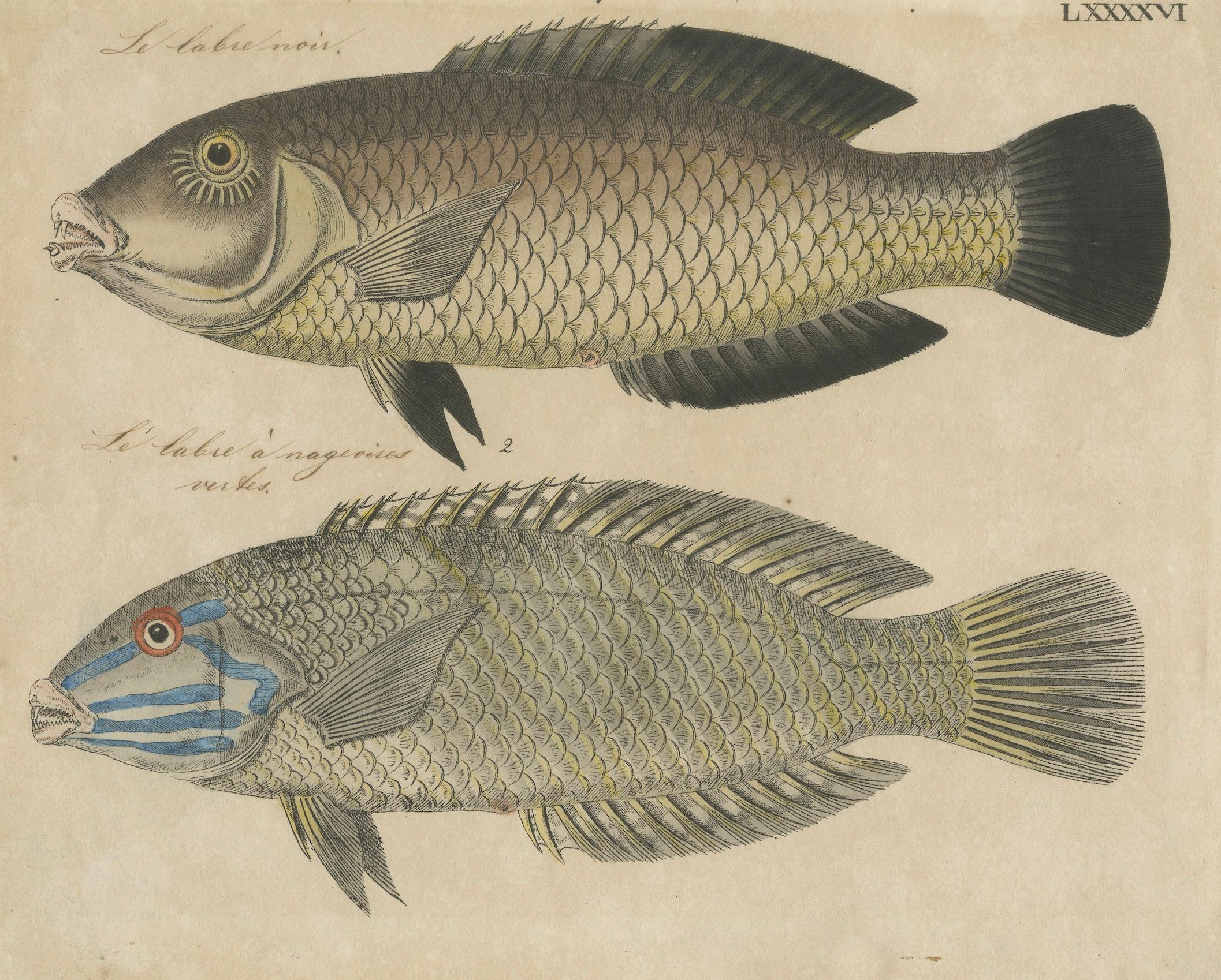 Zwei Arten von Lippfischen - Handkolorierter Kupferstich, um 1780

Schöner handkolorierter Kupferstich aus dem 18. Jahrhundert, der zwei Arten von Lippfischen darstellt und handschriftlich mit Le labre noir (Der schwarze Lippfisch) und Le labre