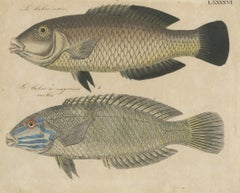Two Species of Wrasse Fish – Hand-Colored Engraving, c.1780