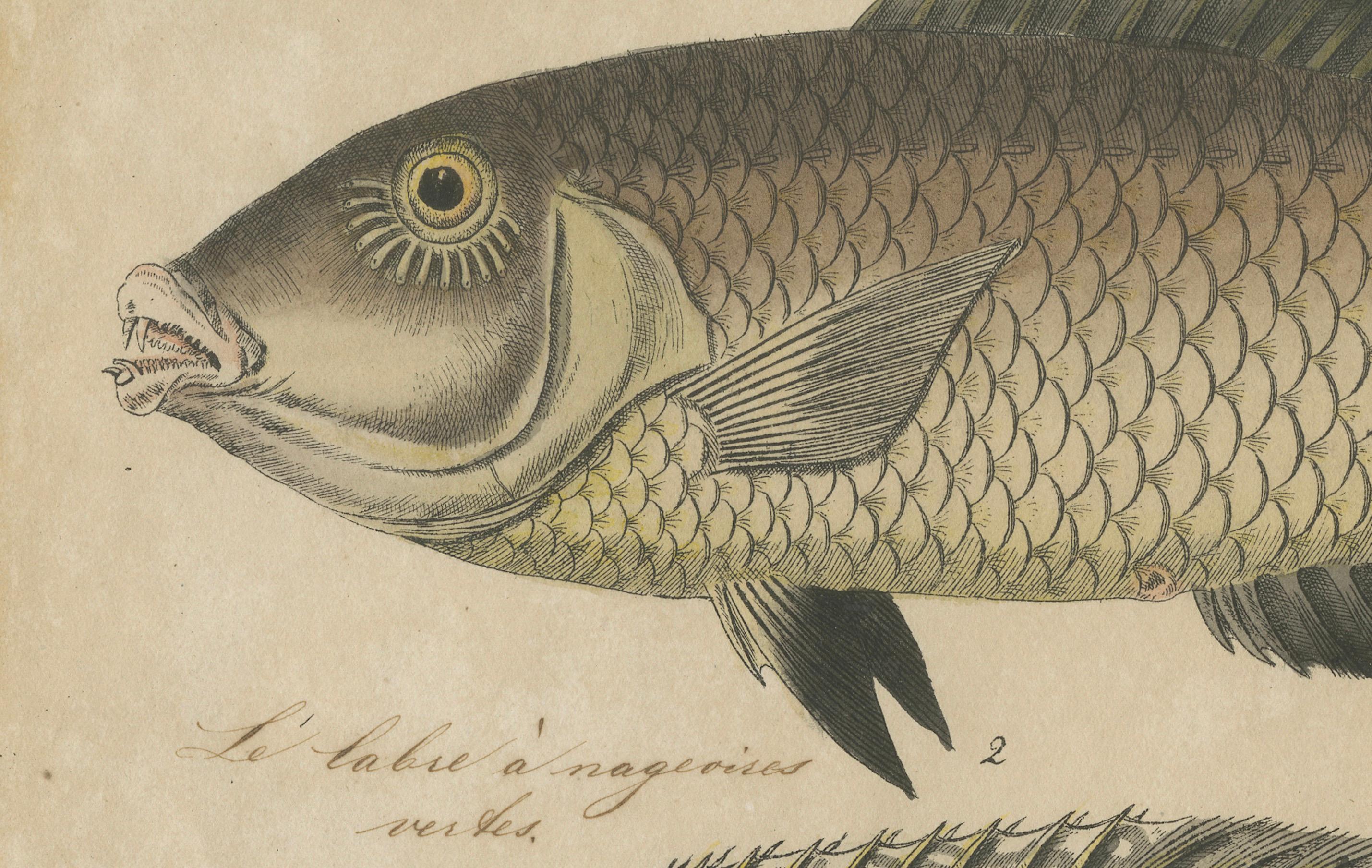 Zwei Arten von Lippfischen - Handkolorierter Kupferstich, um 1780 (Niederländisch) im Angebot