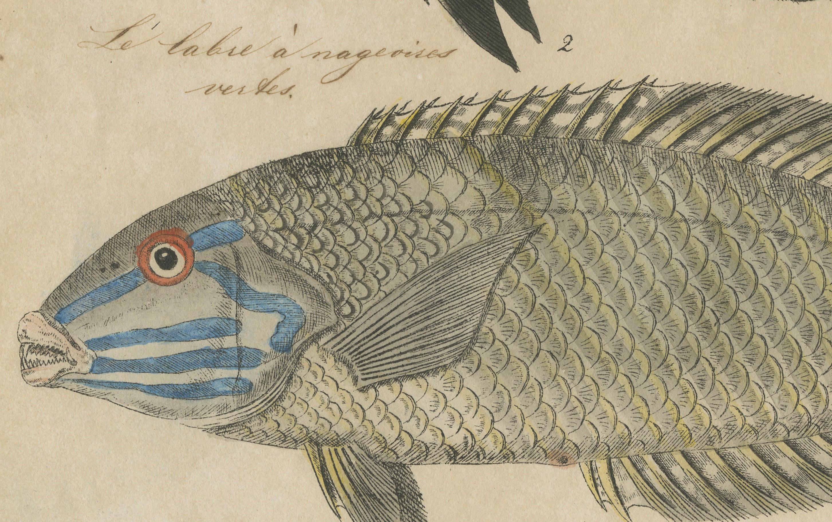 Zwei Arten von Lippfischen - Handkolorierter Kupferstich, um 1780 (Graviert) im Angebot