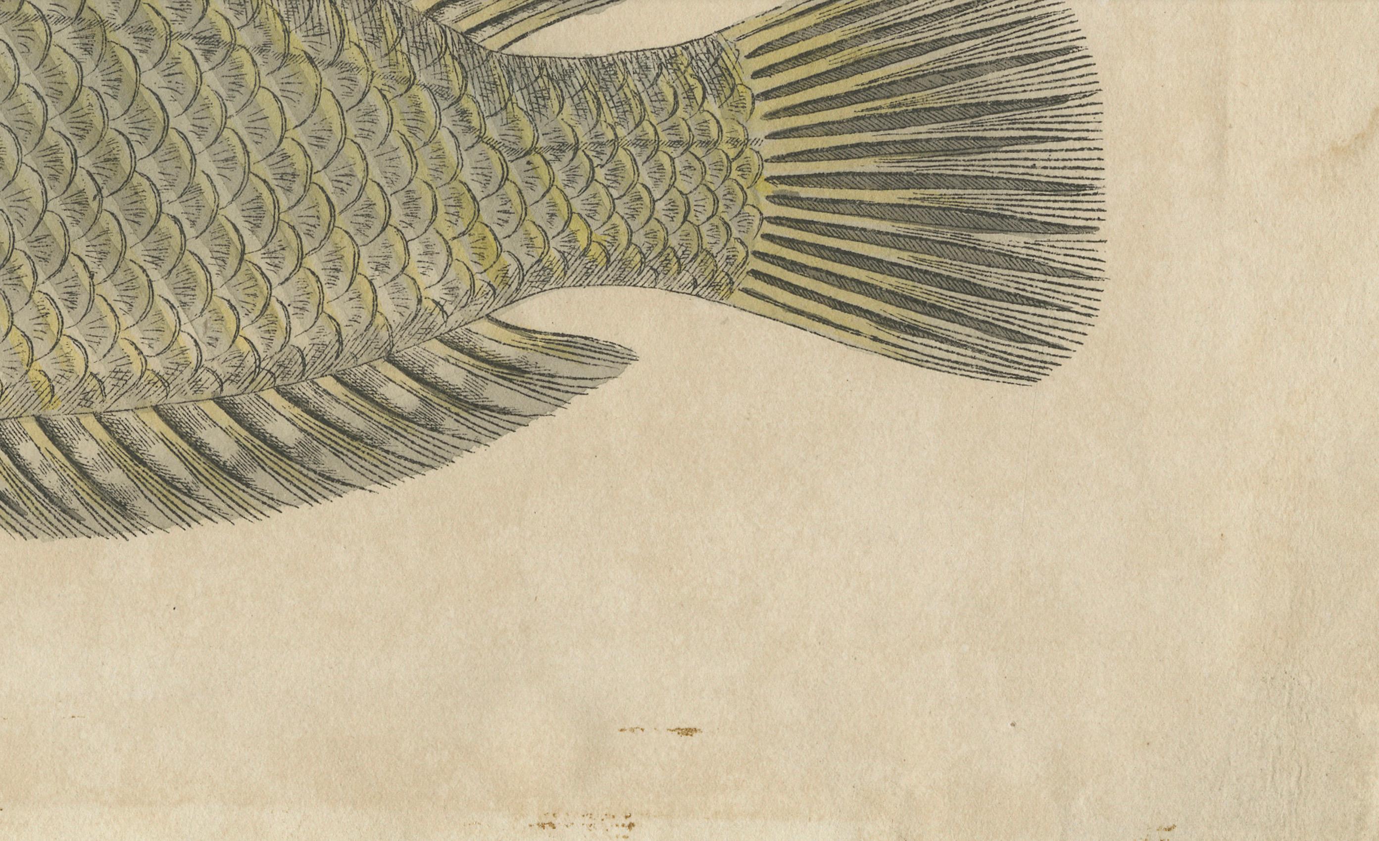 Zwei Arten von Lippfischen - Handkolorierter Kupferstich, um 1780 im Zustand „Relativ gut“ im Angebot in Langweer, NL