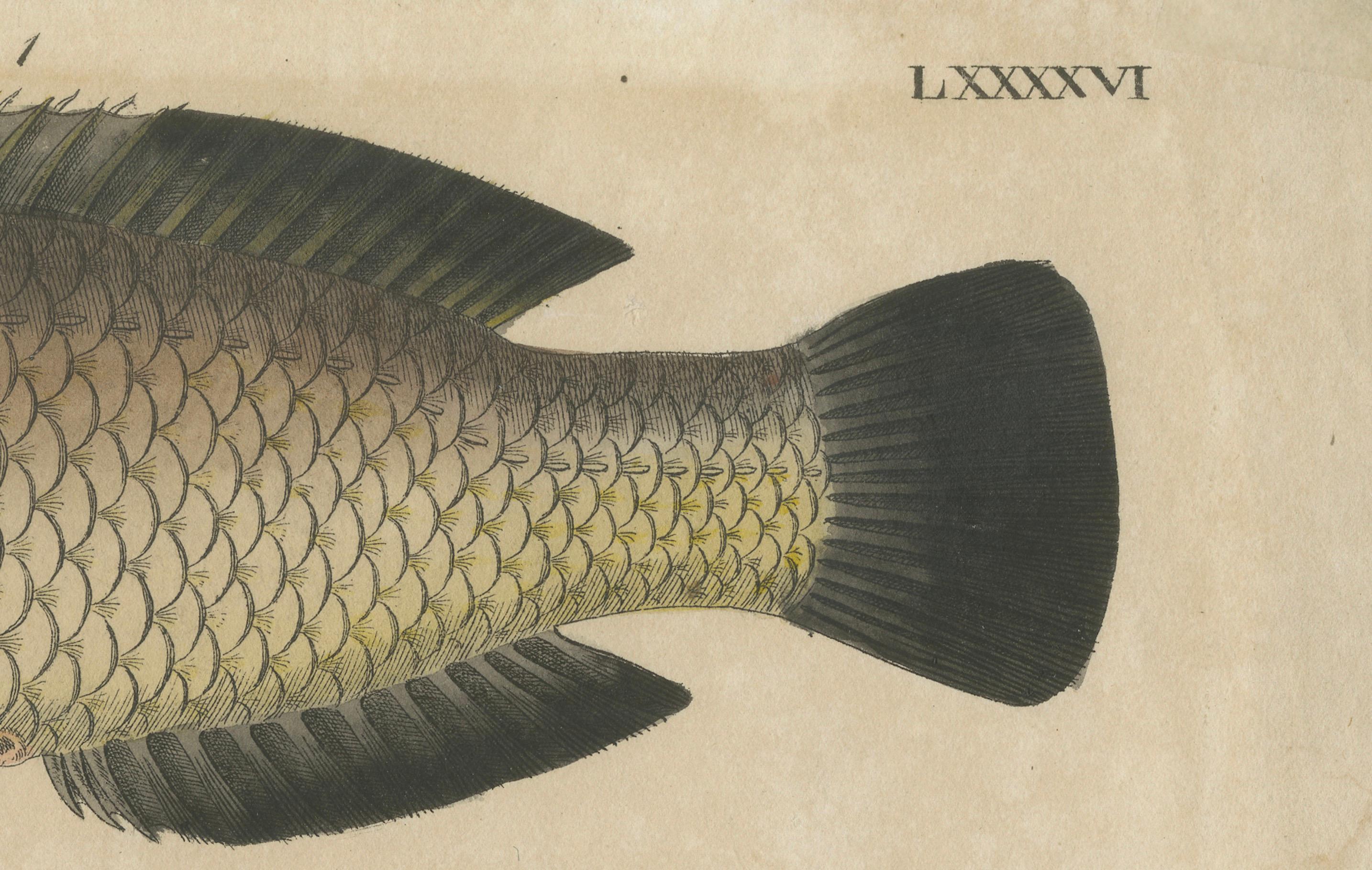 Zwei Arten von Lippfischen - Handkolorierter Kupferstich, um 1780 (Spätes 18. Jahrhundert) im Angebot