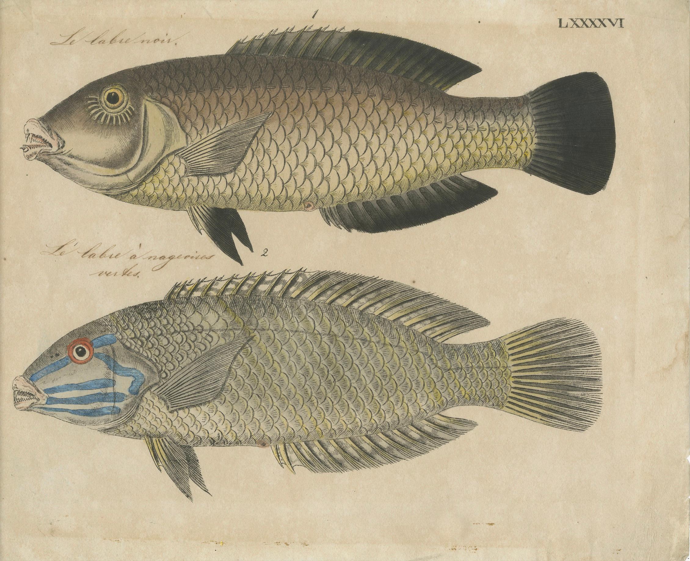 Zwei Arten von Lippfischen - Handkolorierter Kupferstich, um 1780 (Papier) im Angebot