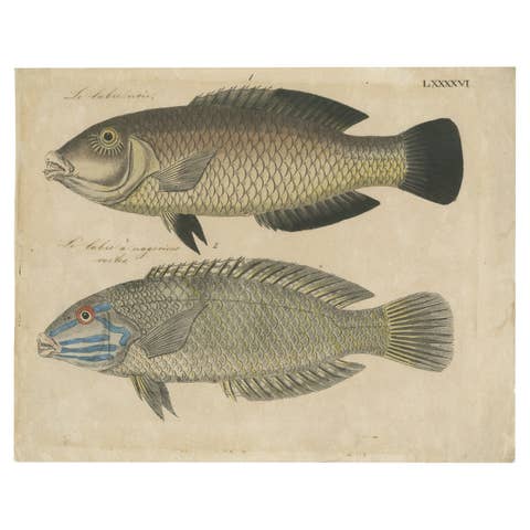 Two Species of Wrasse Fish – Hand-Colored Engraving, c.1780